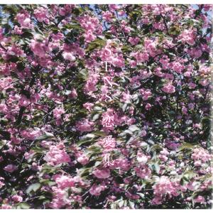 丫丫自慰97AV三级片
